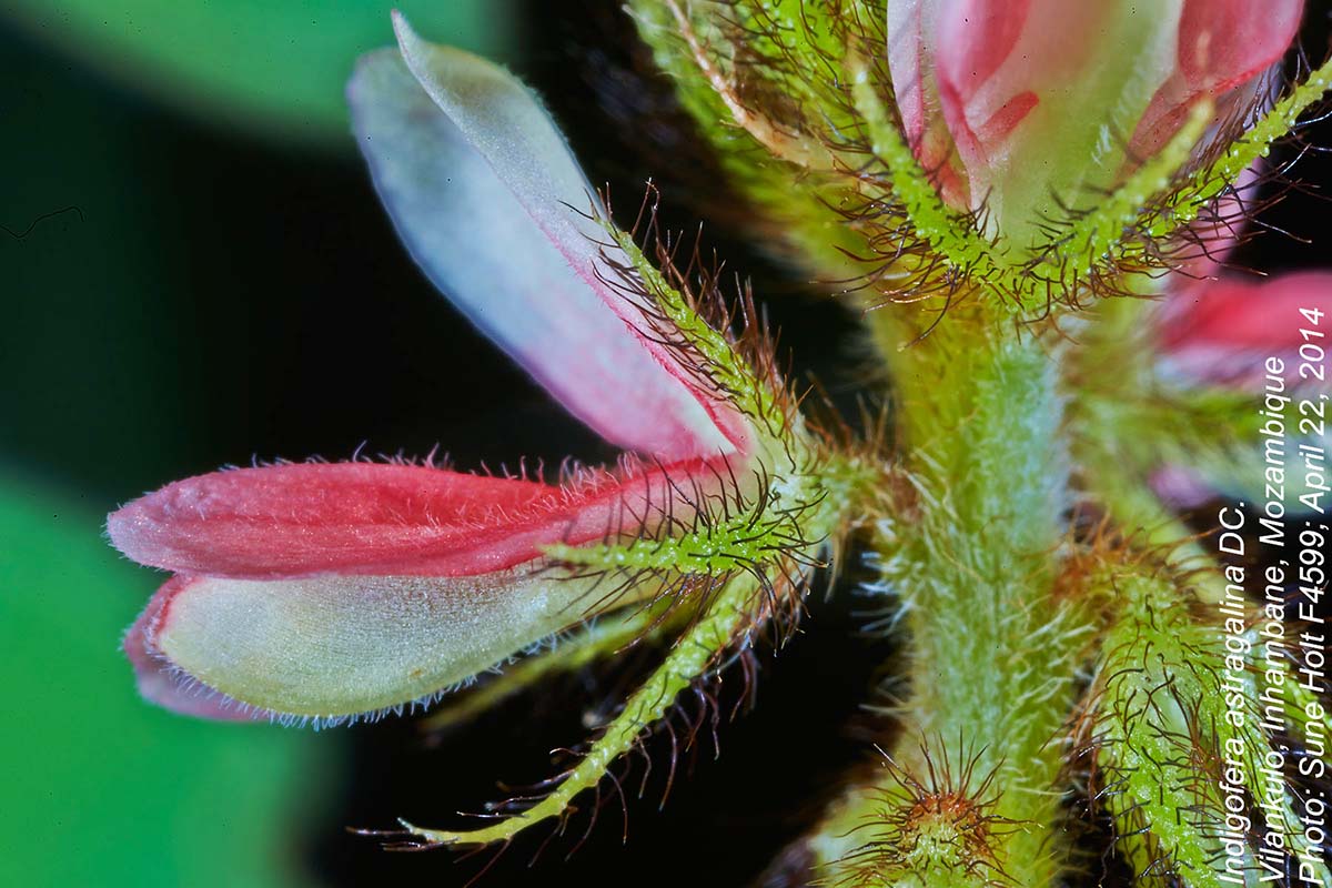 Indigofera astragalina