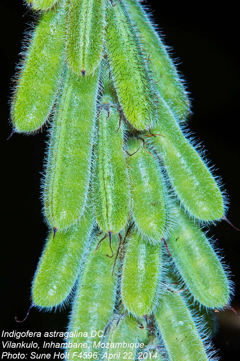 Indigofera astragalina
