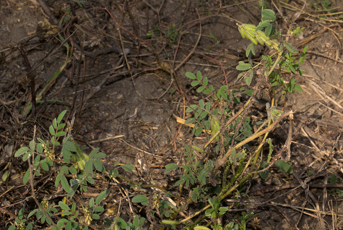 Indigofera astragalina Indigofera astragalina