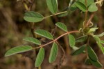 Indigofera astragalina