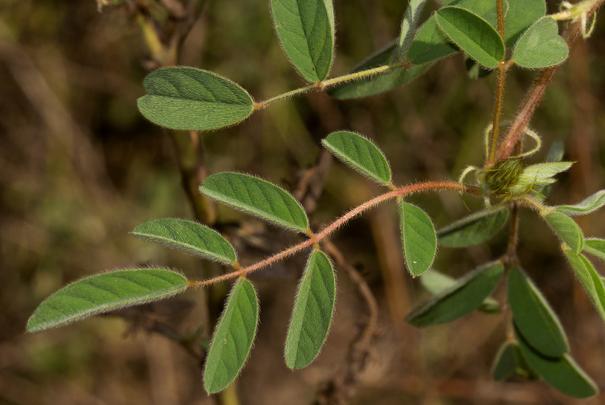 Indigofera astragalina Indigofera astragalina