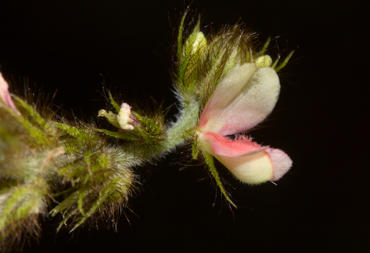 Indigofera astragalina Indigofera astragalina