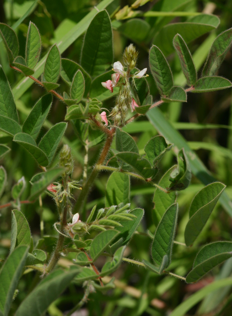 Indigofera astragalina Indigofera astragalina