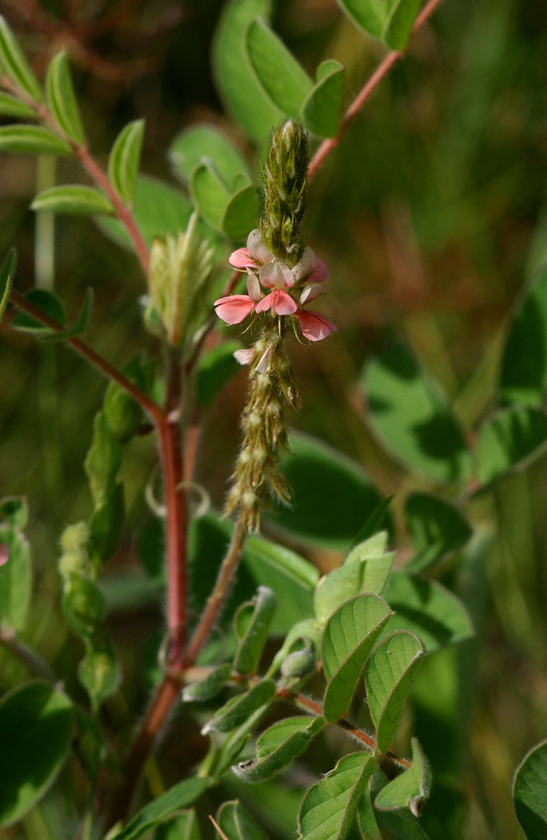 Indigofera astragalina Indigofera astragalina
