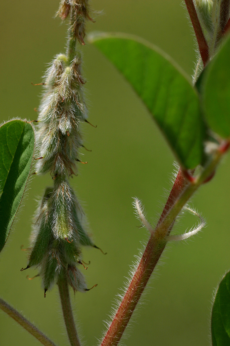 Indigofera astragalina Indigofera astragalina