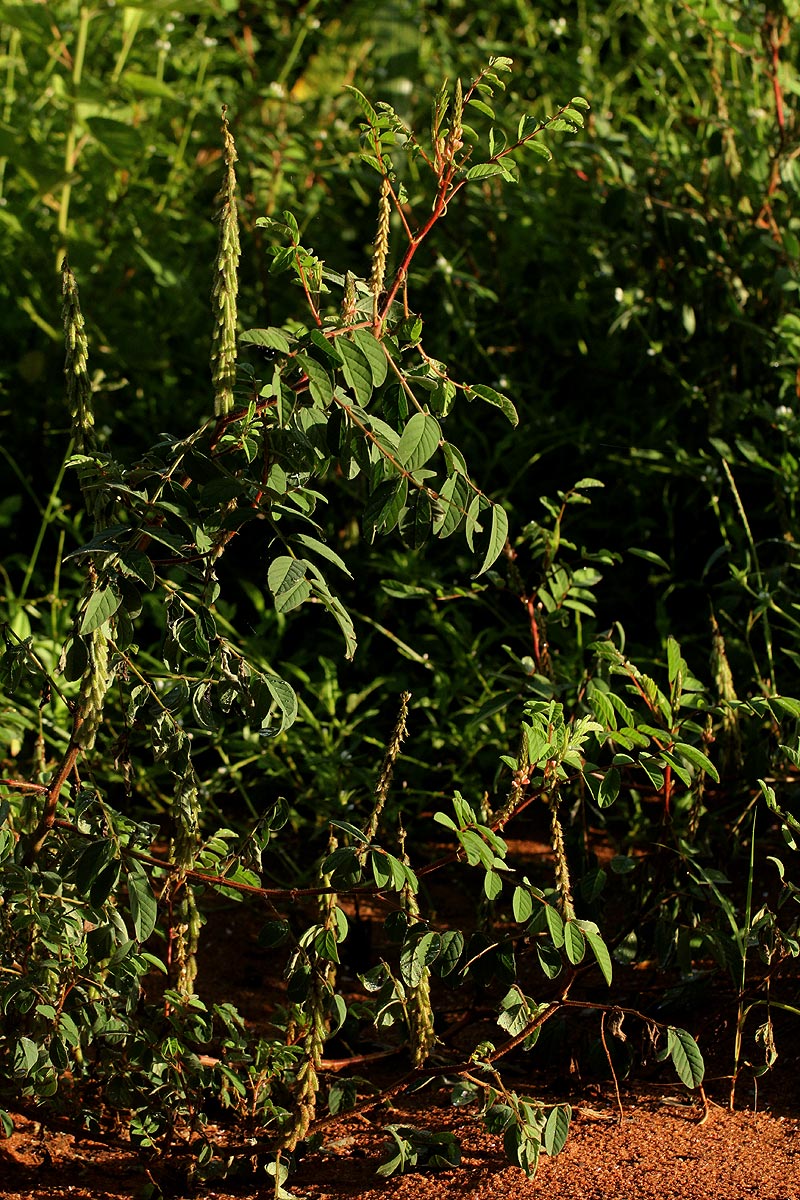 Indigofera astragalina Indigofera astragalina