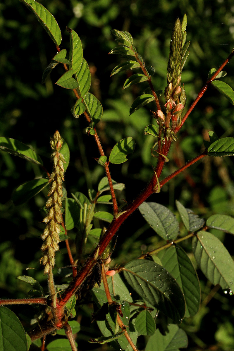 Indigofera astragalina