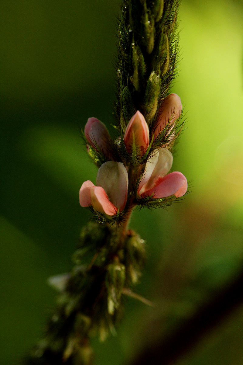 Indigofera astragalina Indigofera astragalina