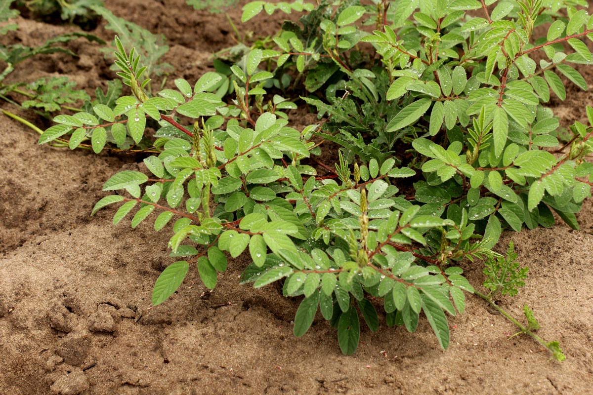 Indigofera astragalina Indigofera astragalina