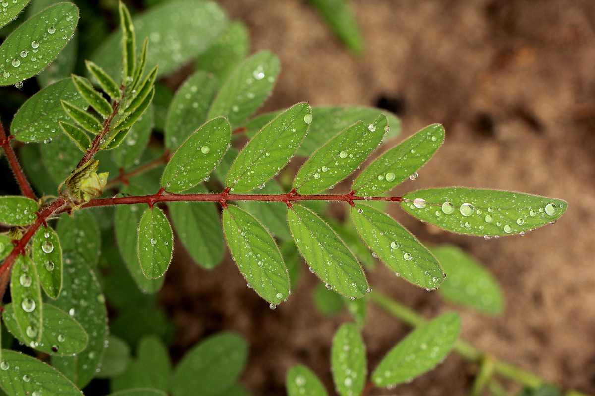 Indigofera astragalina Indigofera astragalina