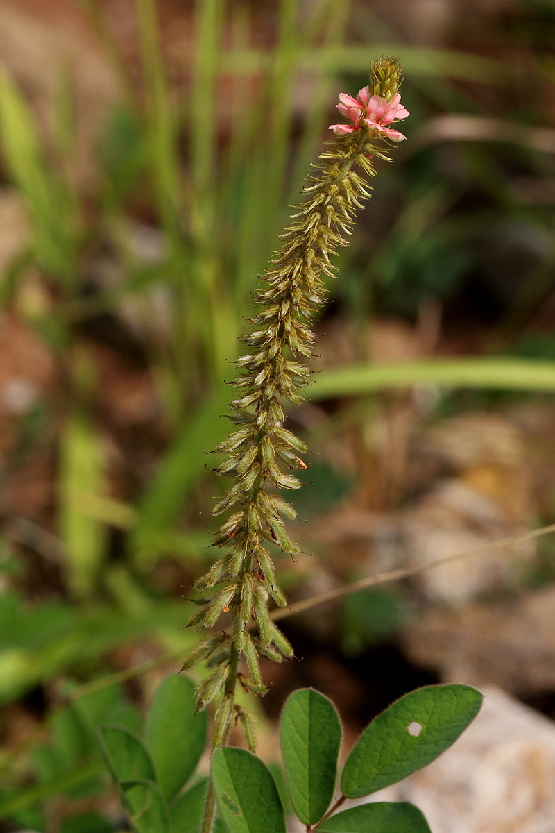 Indigofera astragalina Indigofera astragalina