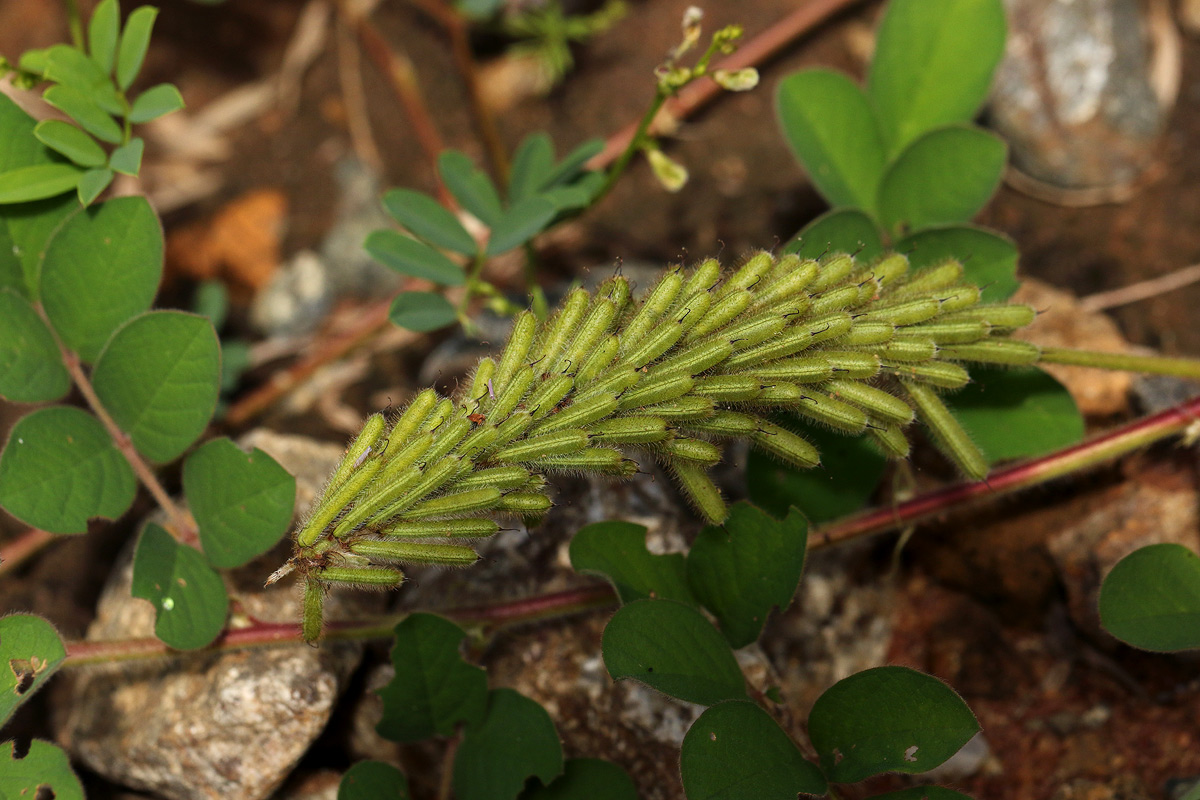 Indigofera astragalina Indigofera astragalina