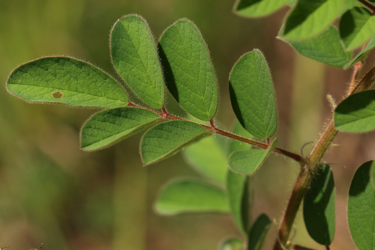 Indigofera astragalina Indigofera astragalina