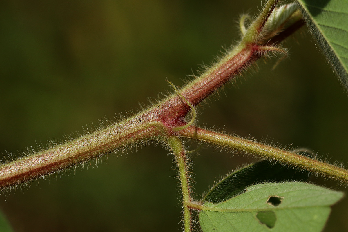 Indigofera astragalina Indigofera astragalina