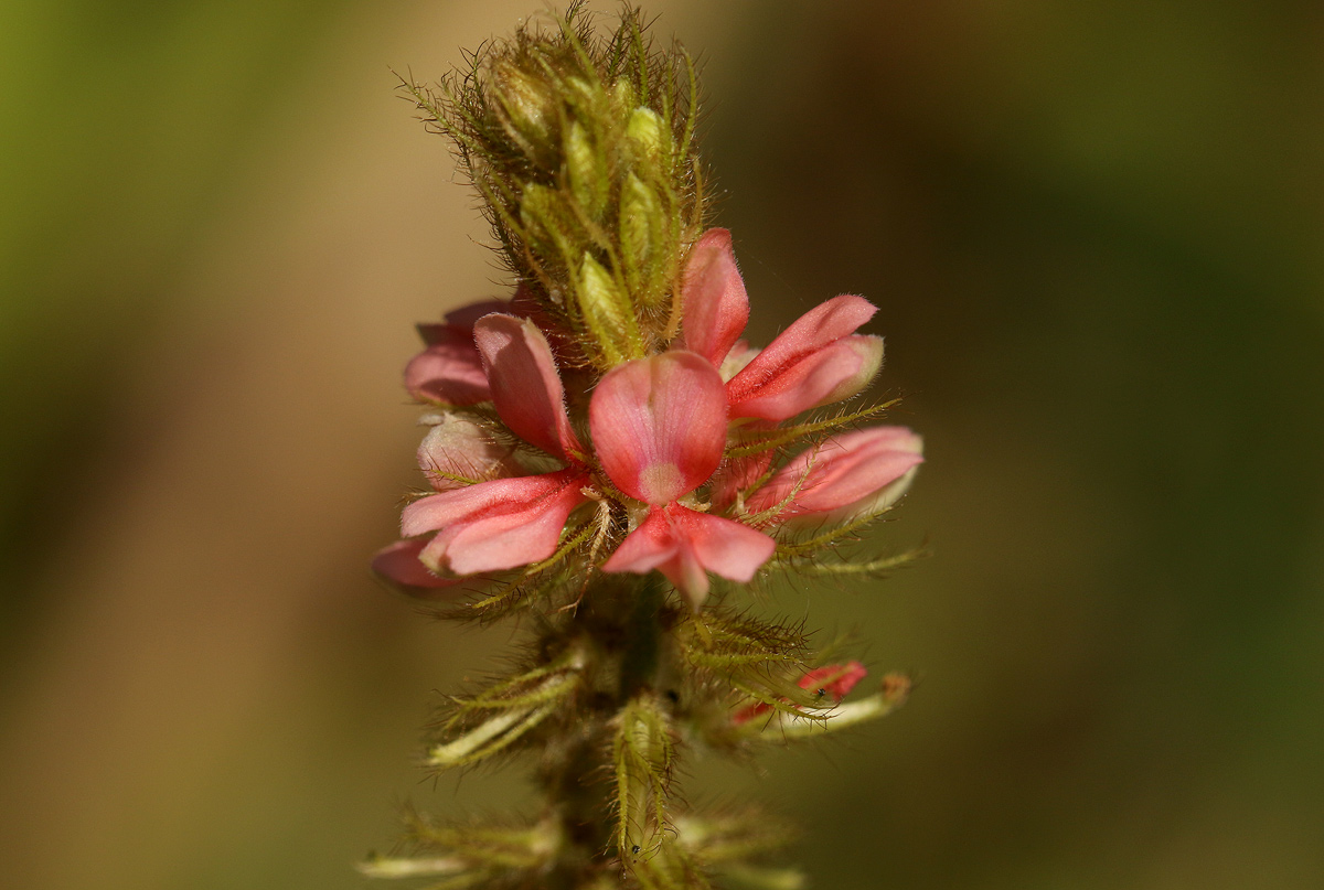 Indigofera astragalina Indigofera astragalina
