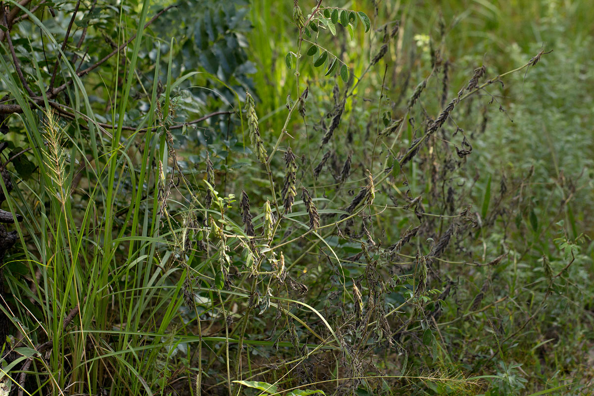 Indigofera astragalina