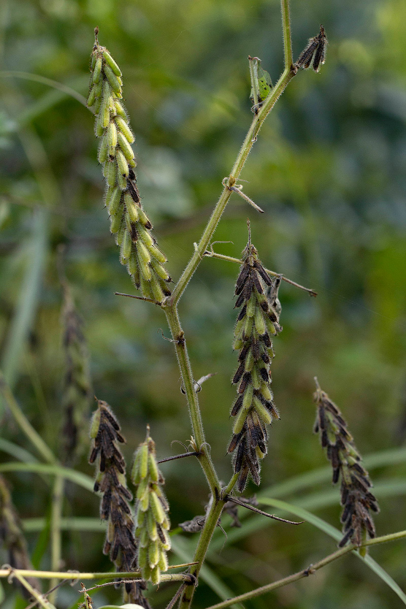 Indigofera astragalina Indigofera astragalina