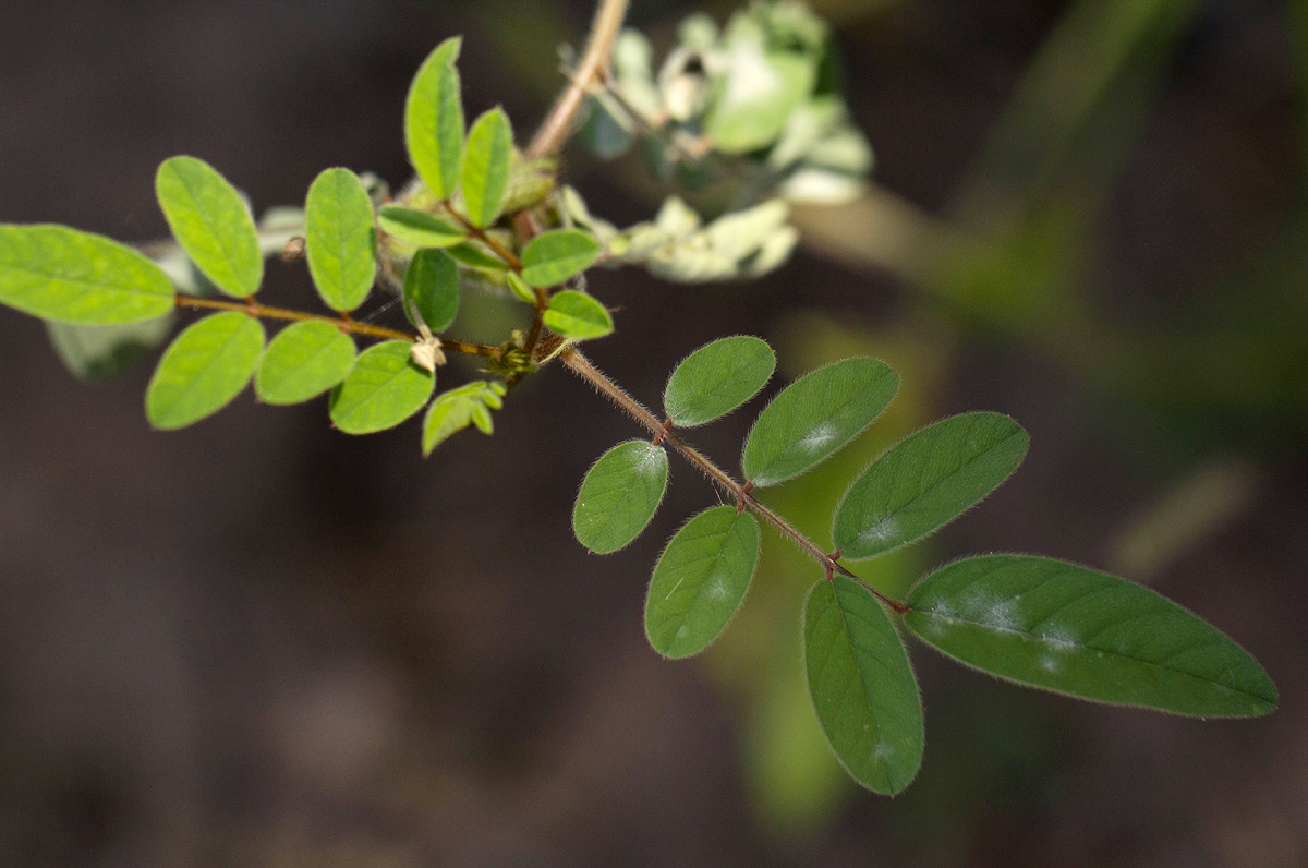 Indigofera astragalina Indigofera astragalina