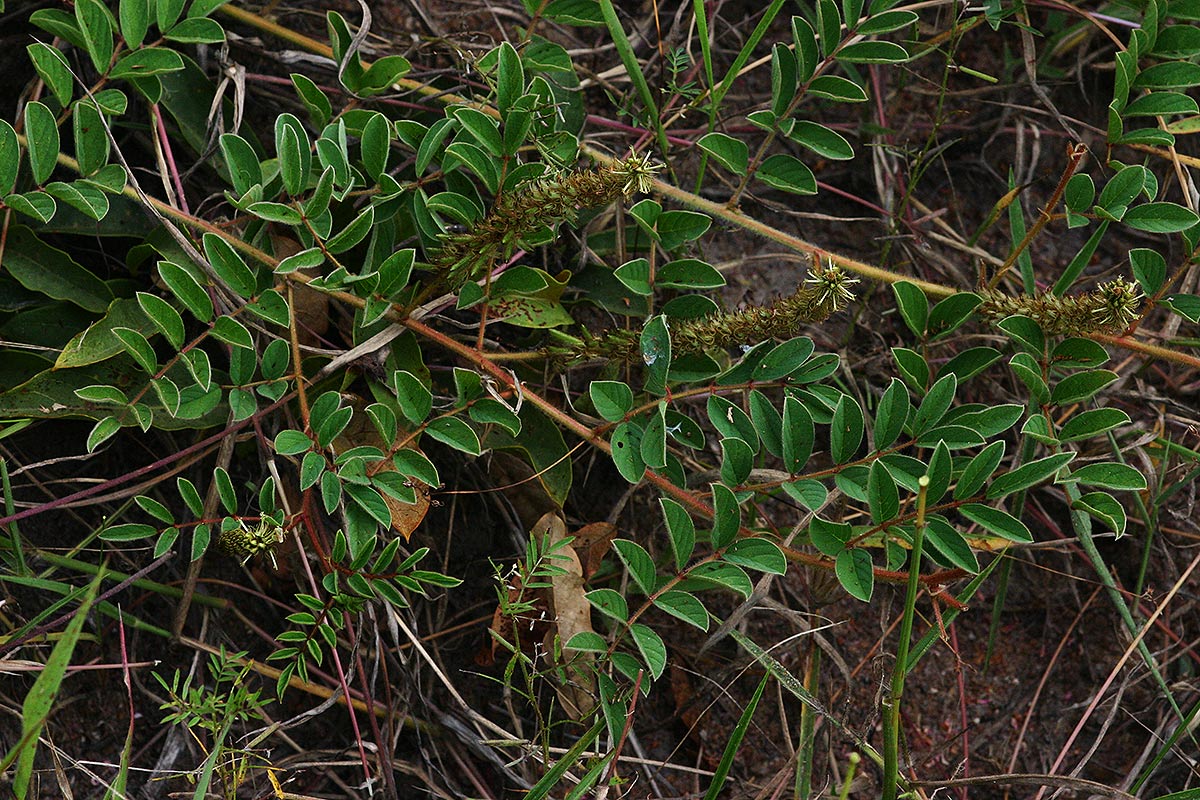 Indigofera astragalina
