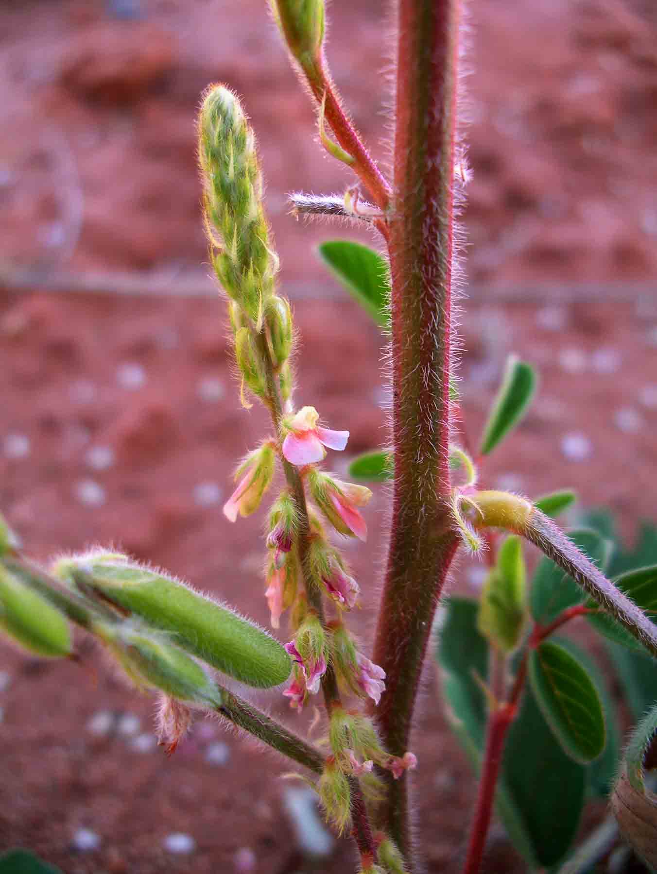 Indigofera astragalina