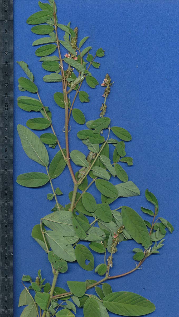 Indigofera astragalina