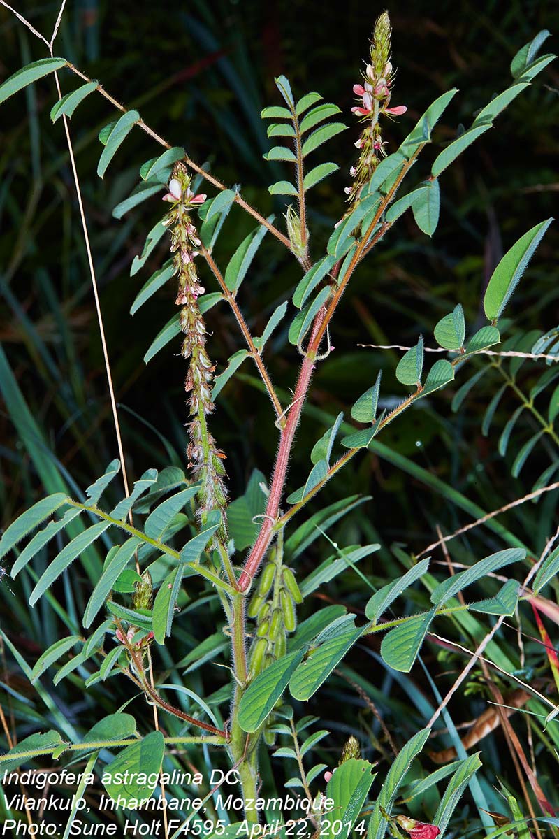 Indigofera astragalina