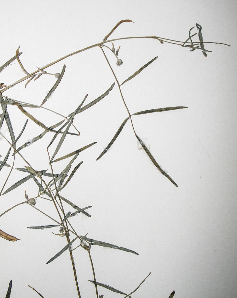 Indigofera charlieriana subsp. charlieriana var. charlieriana Indigofera charlieriana subsp. charlieriana var. charlieriana