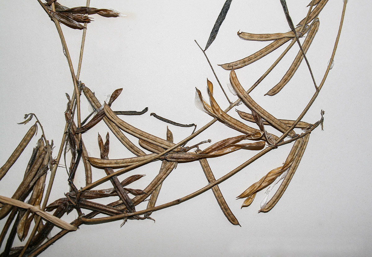 Indigofera charlieriana subsp. charlieriana var. charlieriana Indigofera charlieriana subsp. charlieriana var. charlieriana