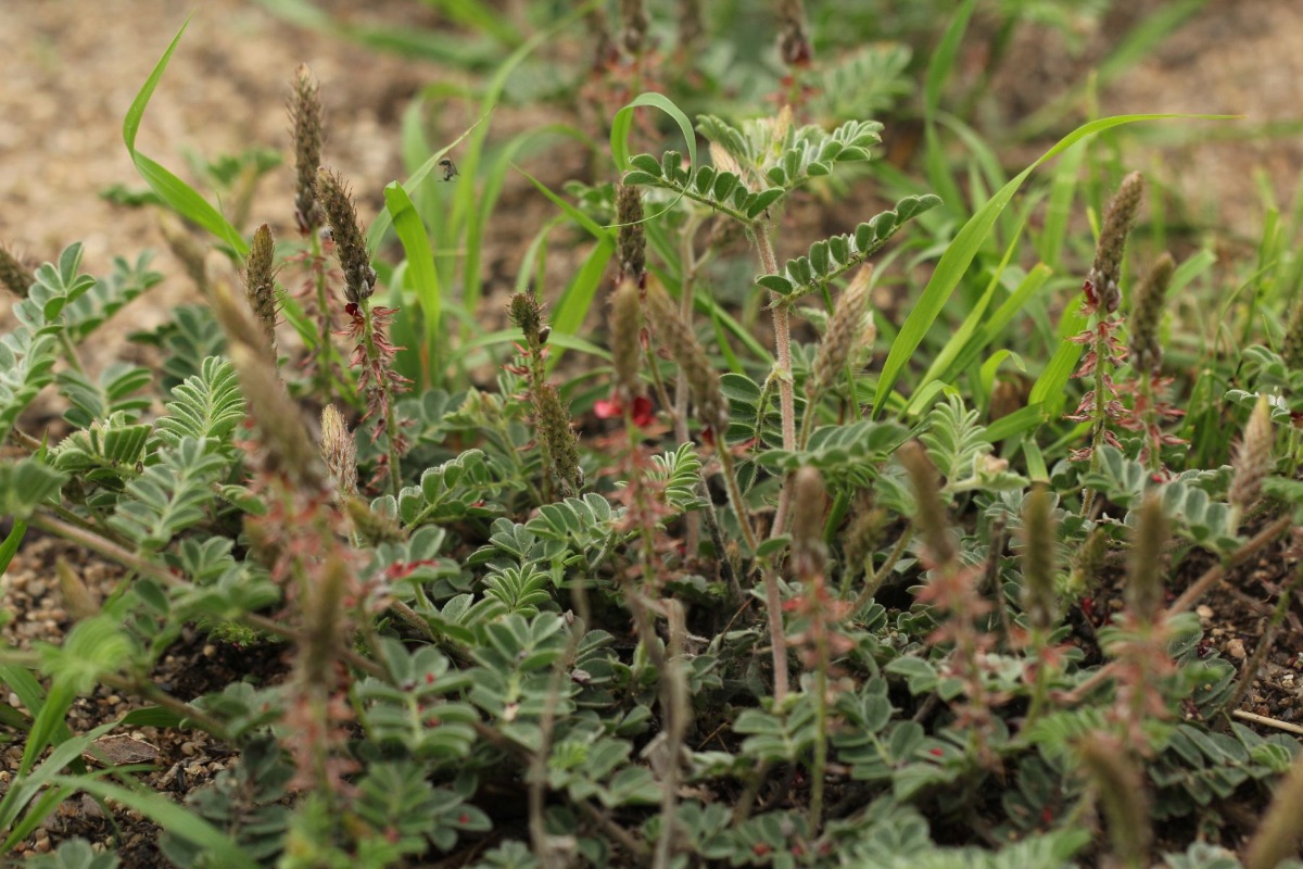 Indigofera daleoides var. daleoides