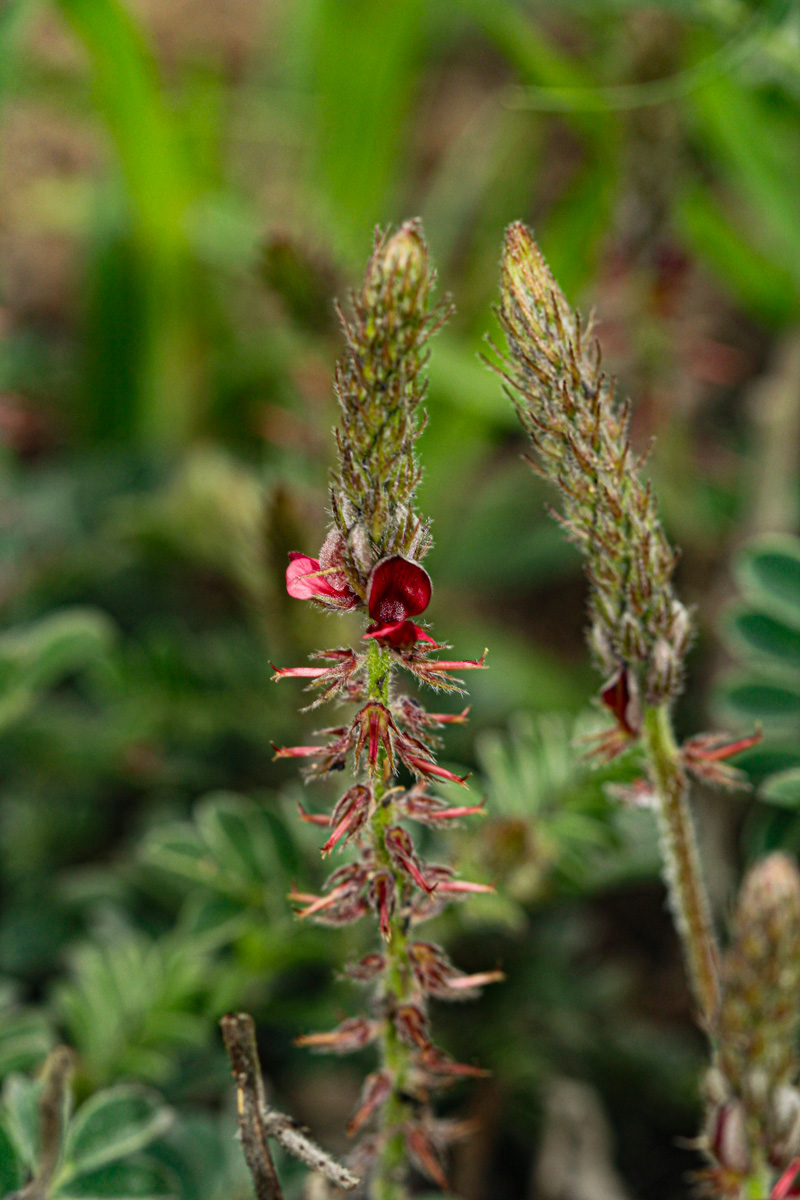 Indigofera daleoides var. daleoides Indigofera daleoides var. daleoides
