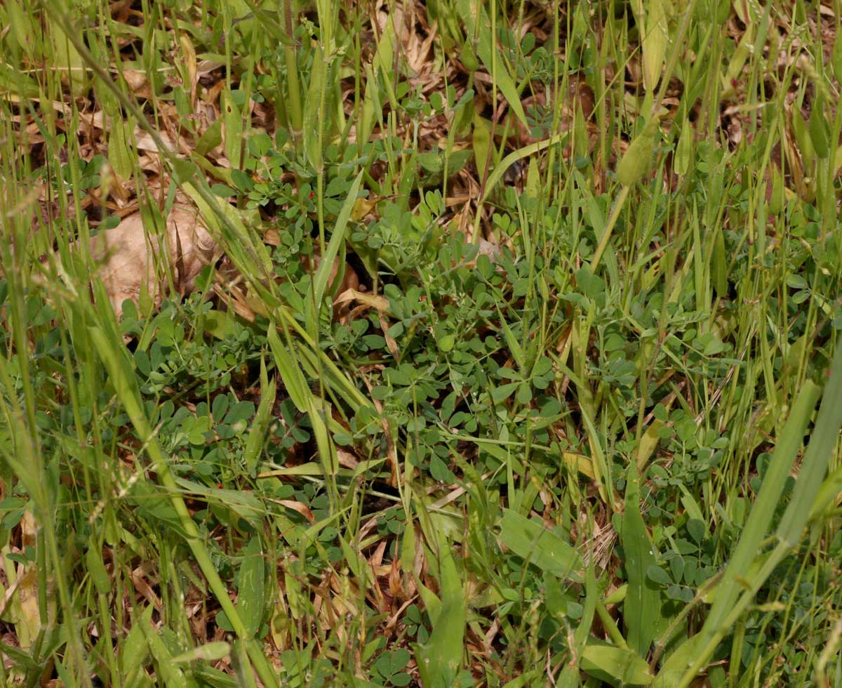 Indigofera demissa Indigofera demissa