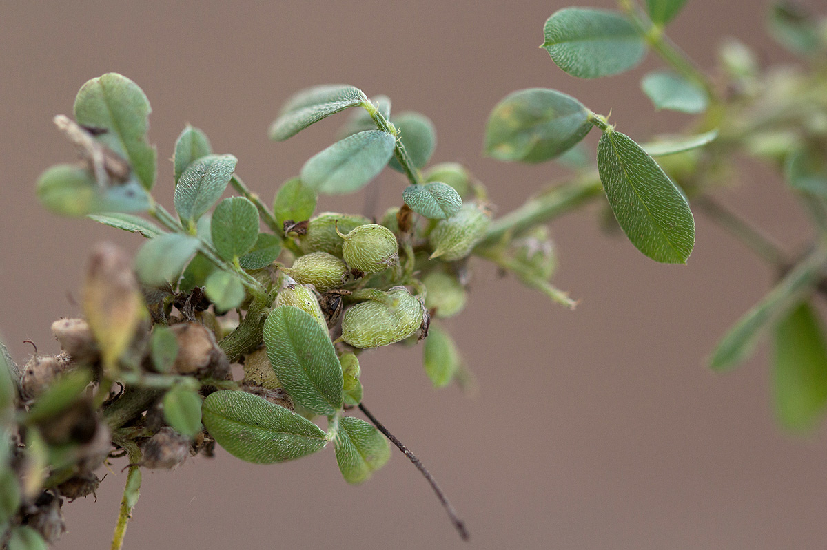 Indigofera demissa