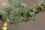 Indigofera demissa