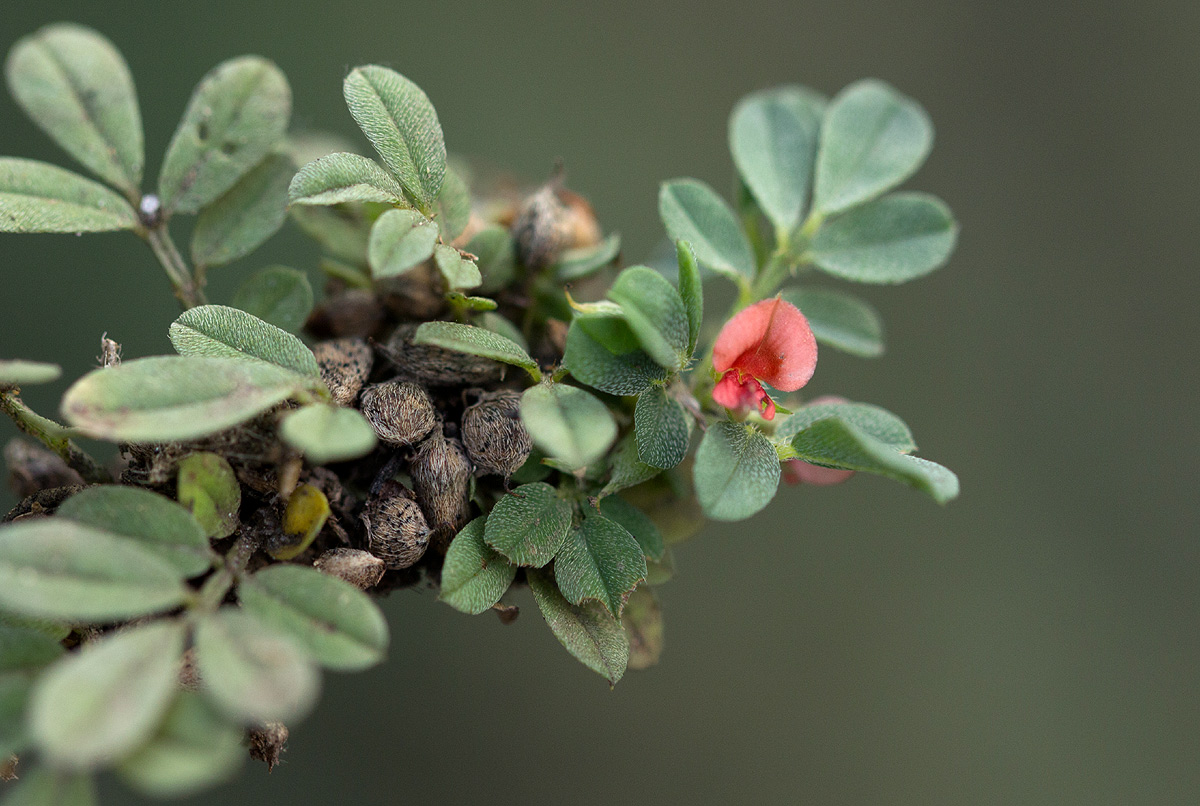 Indigofera demissa Indigofera demissa