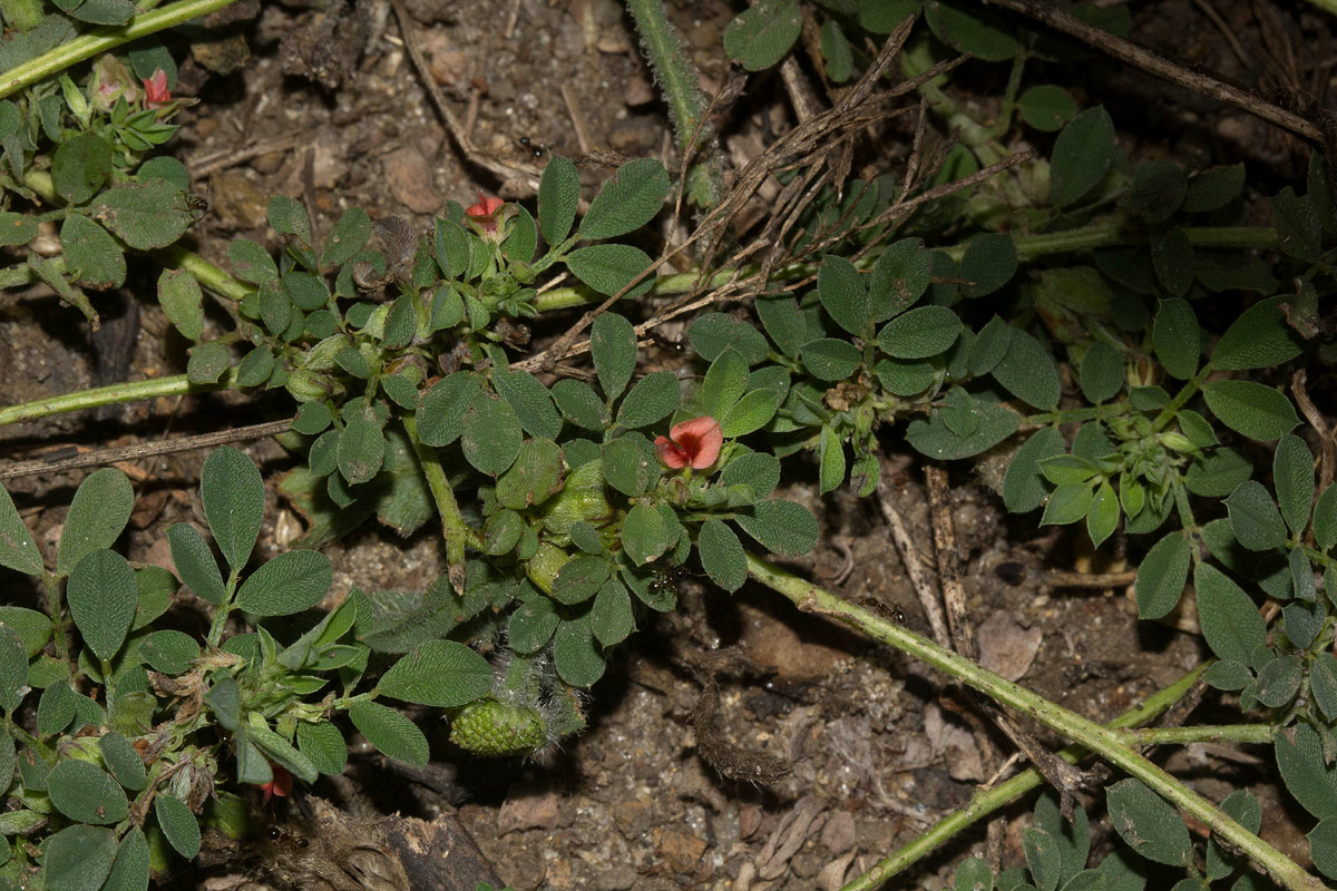 Indigofera demissa Indigofera demissa