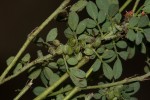 Indigofera demissa