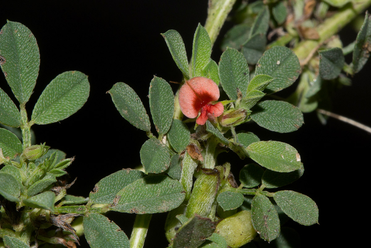 Indigofera demissa Indigofera demissa