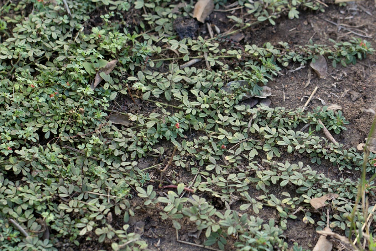 Indigofera demissa Indigofera demissa