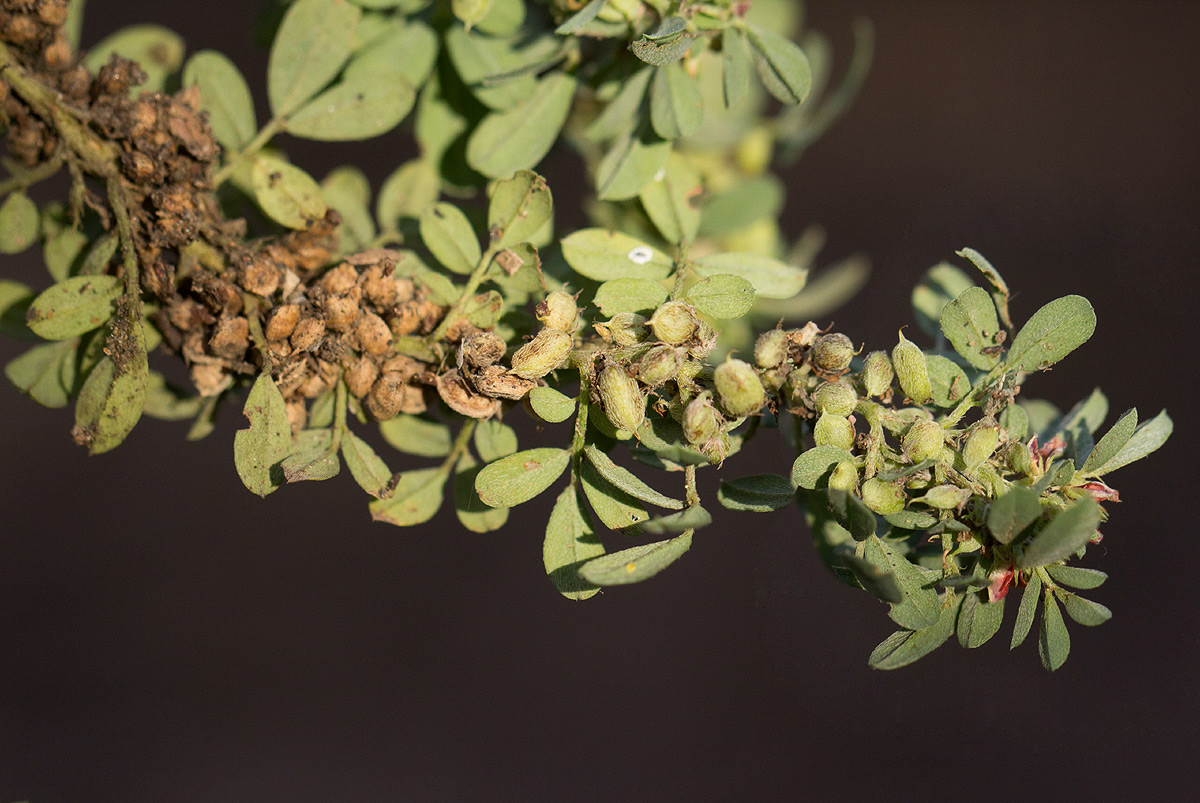 Indigofera demissa Indigofera demissa