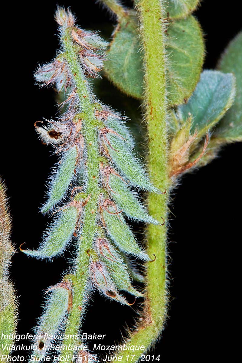 Indigofera flavicans