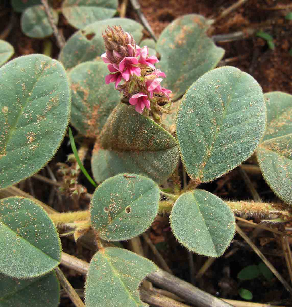 Indigofera flavicans