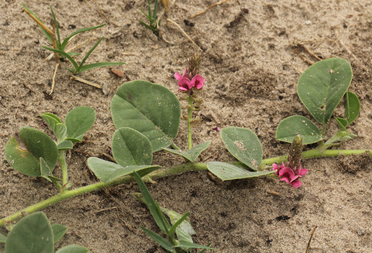 Indigofera flavicans Indigofera flavicans