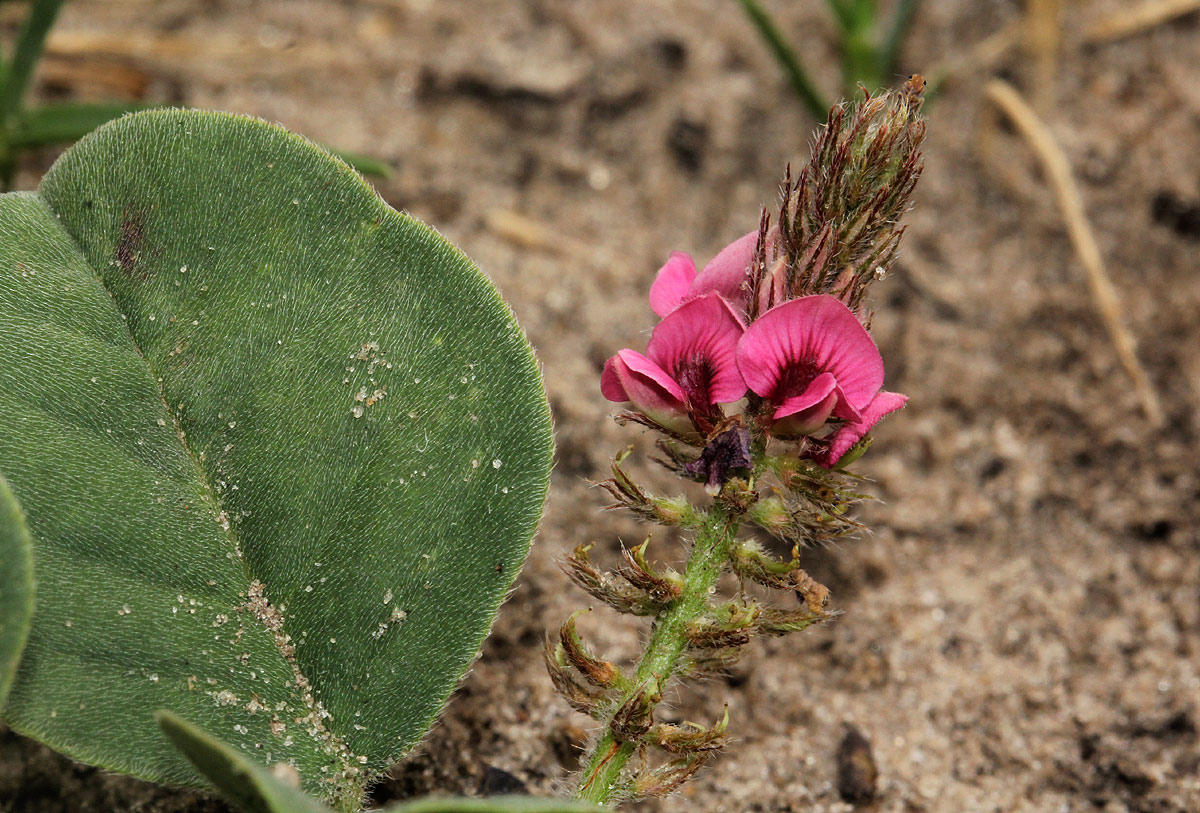 Indigofera flavicans Indigofera flavicans