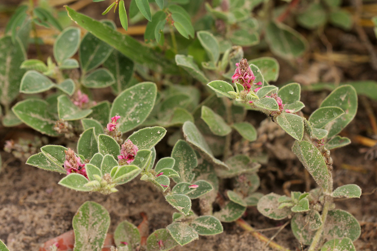 Indigofera flavicans