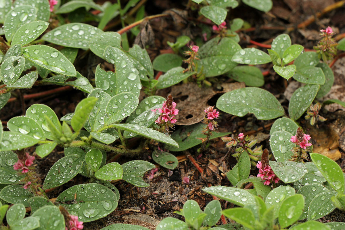 Indigofera flavicans