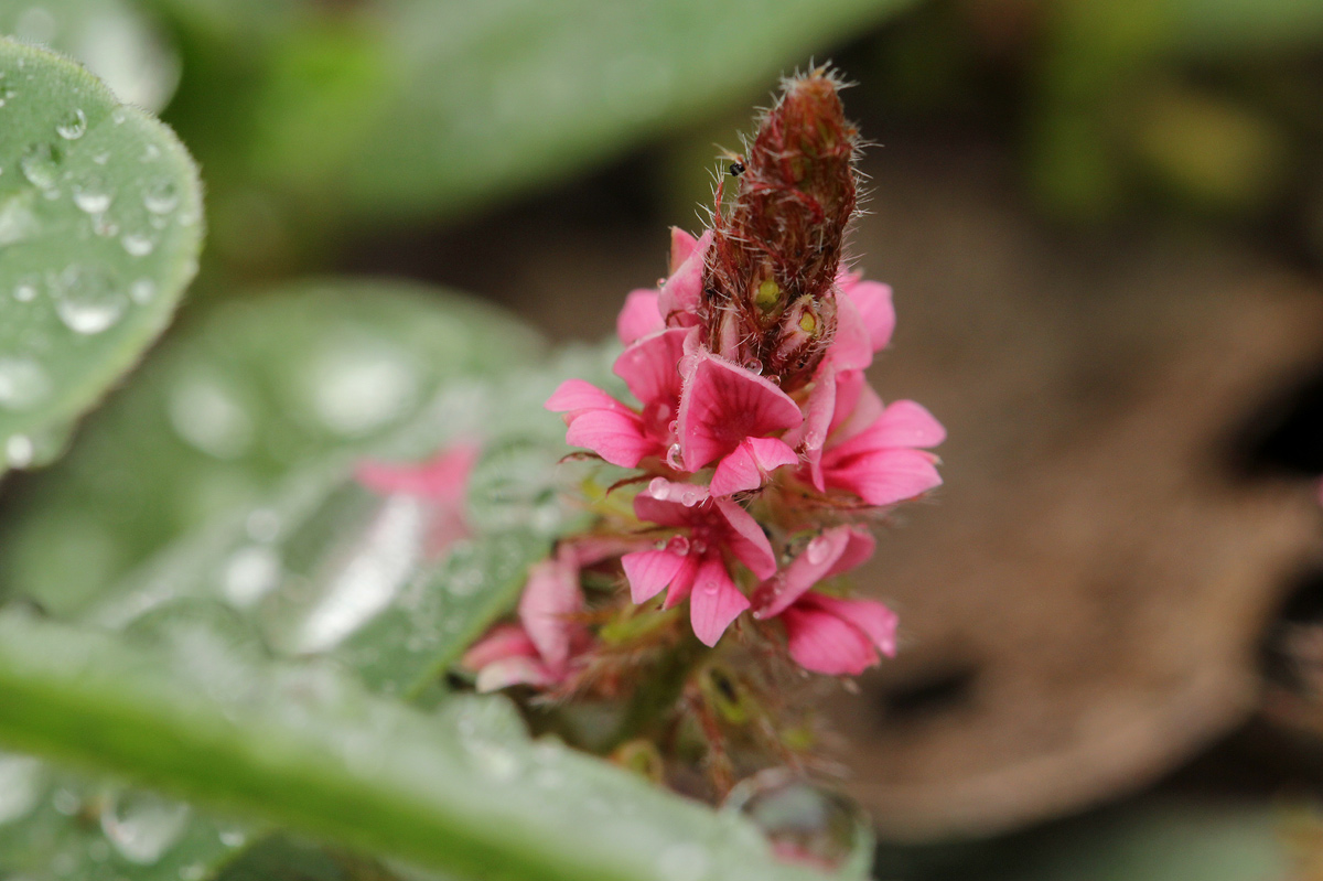 Indigofera flavicans