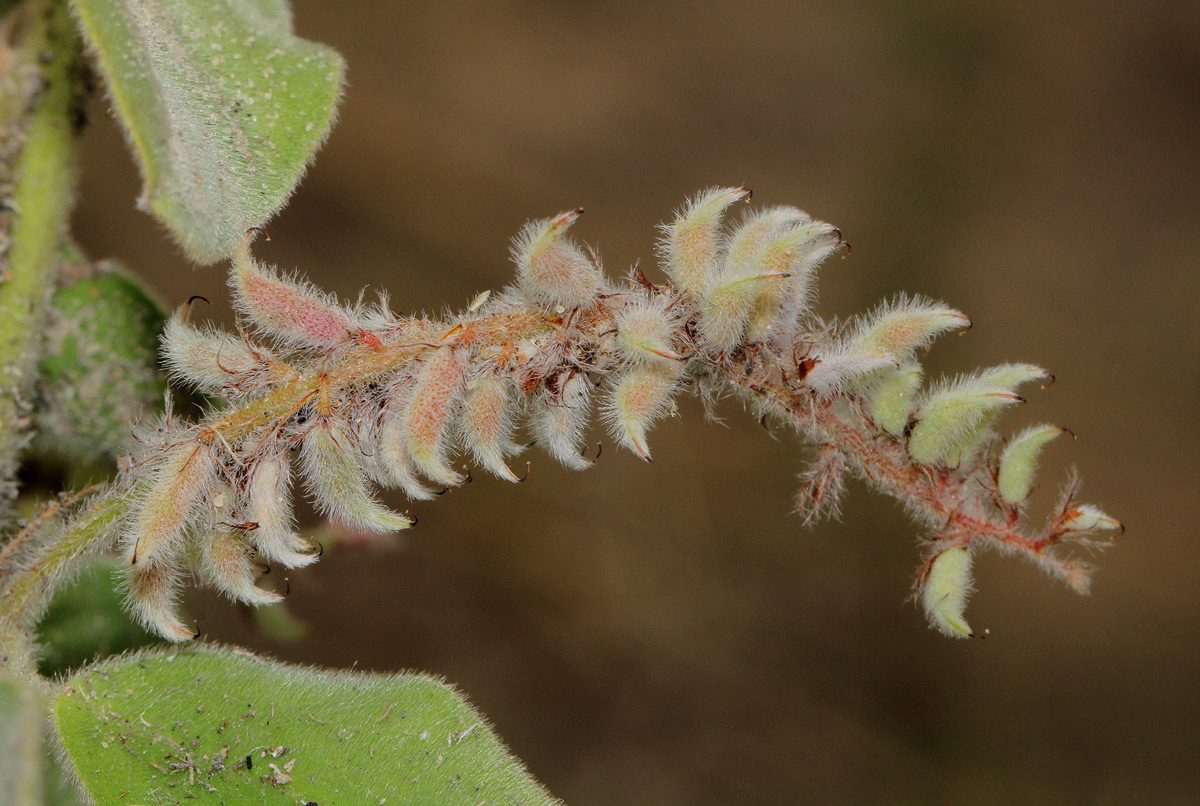 Indigofera flavicans Indigofera flavicans