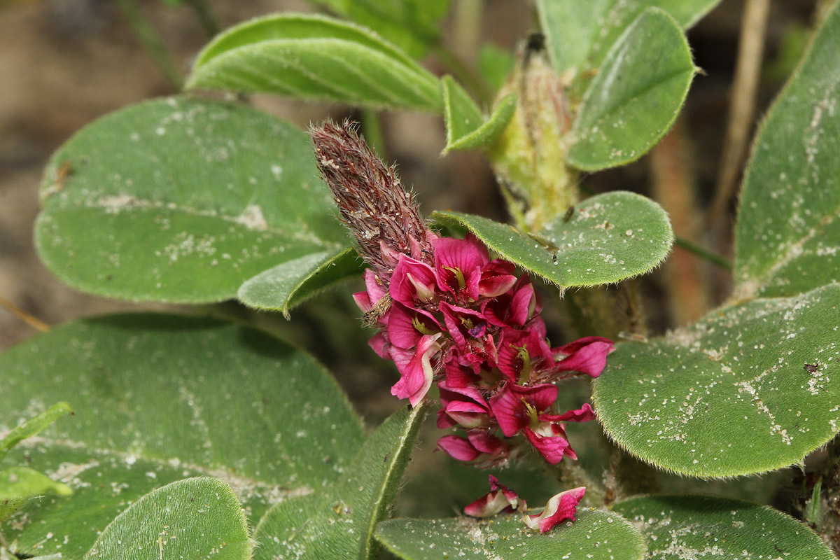 Indigofera flavicans