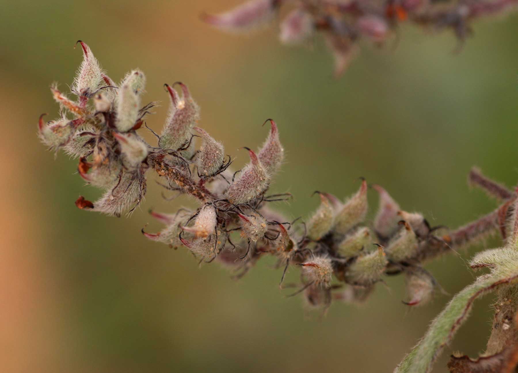Indigofera flavicans
