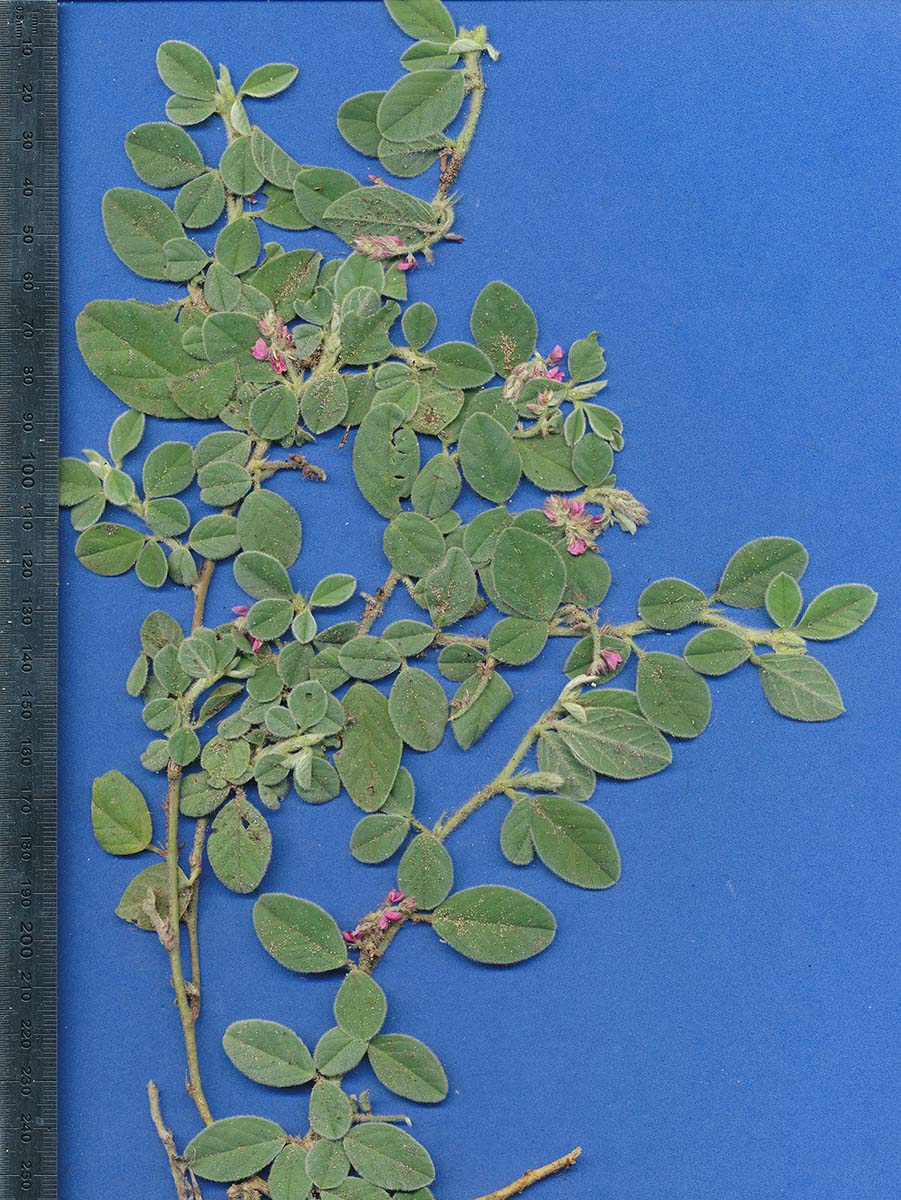 Indigofera flavicans